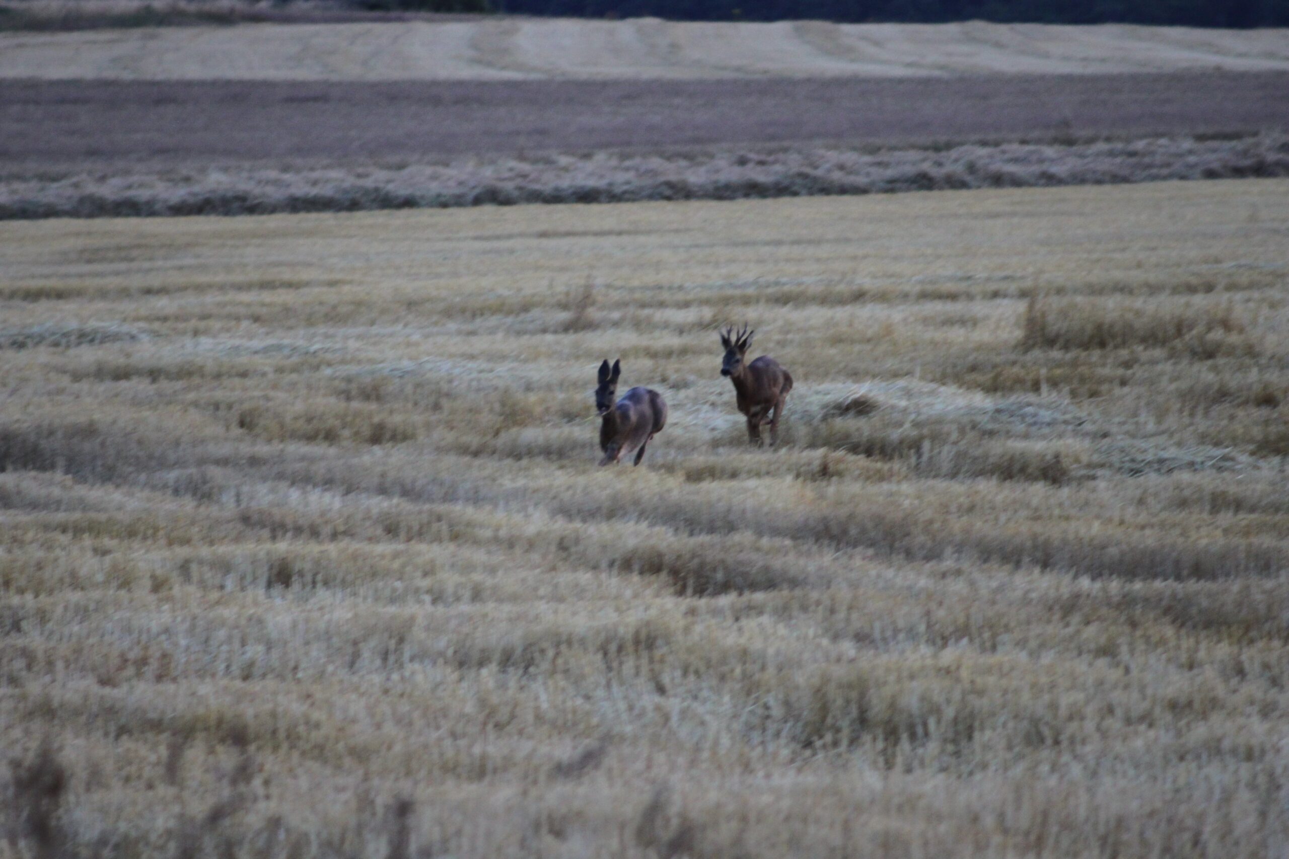 Biodiversidad Sierra de Toloño
