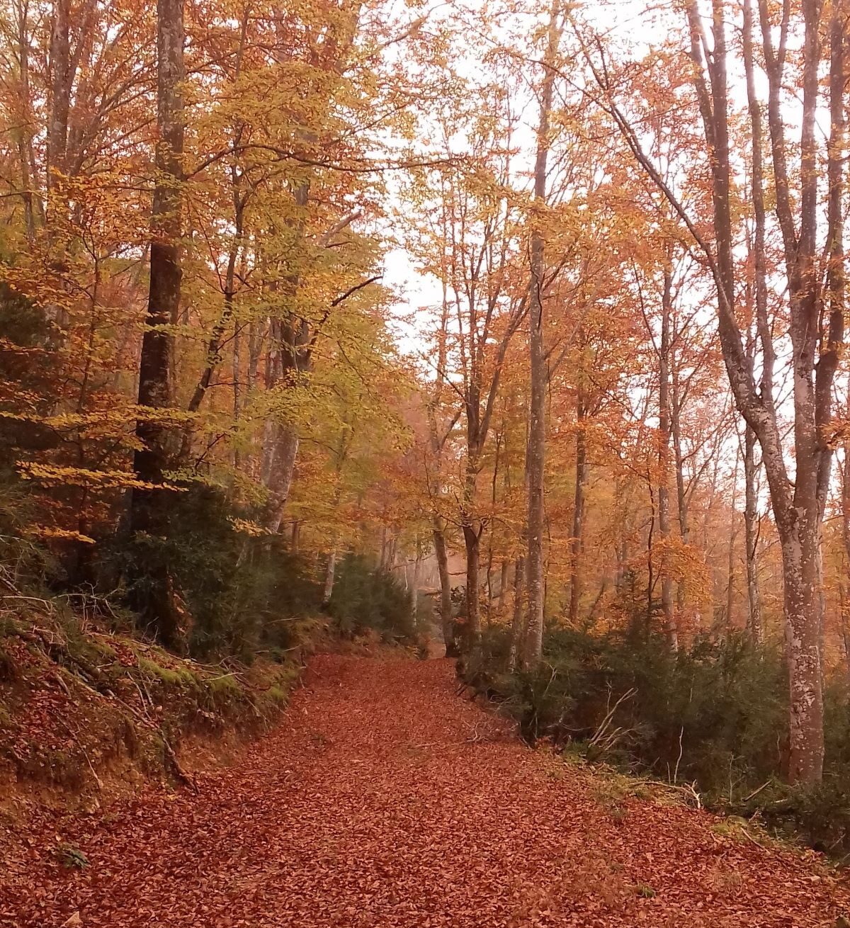 Paisaje otoñal hayedo Sierra de Cantabria