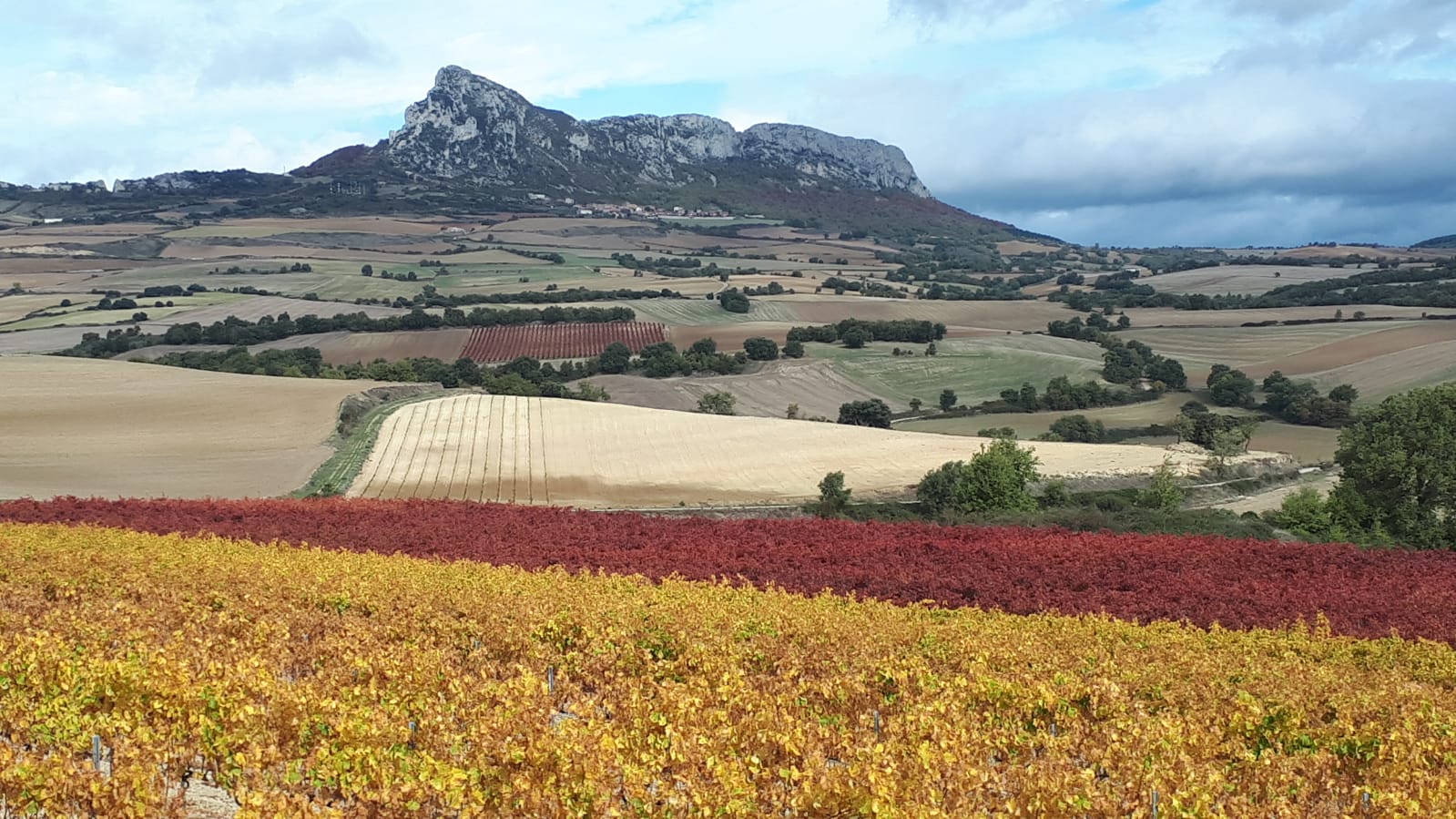 Vendimia en otoño en Rioja Alavesa