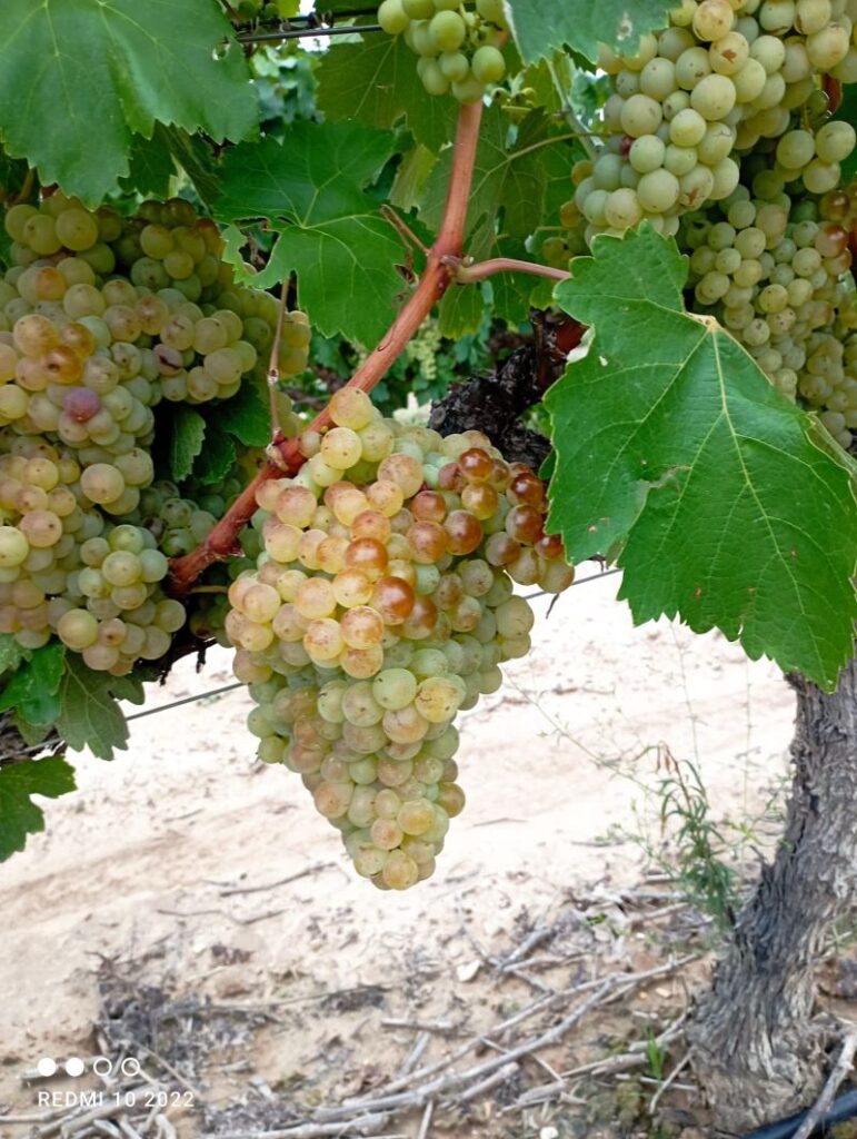 Racimo de uva en la vendimia