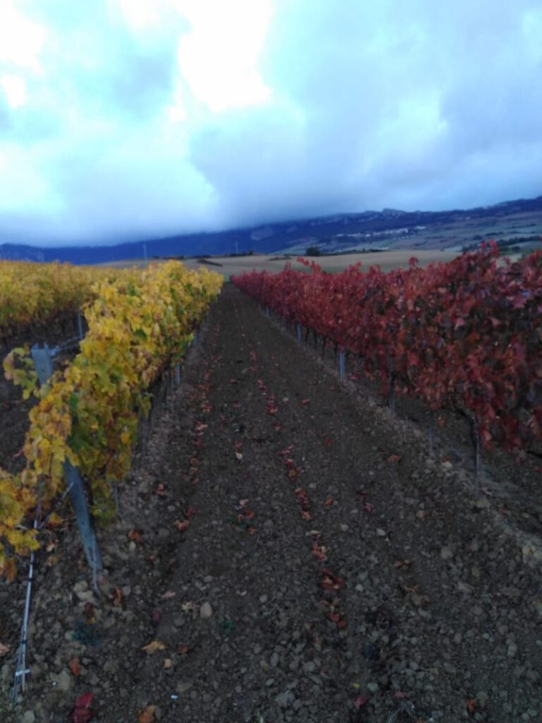 Viñedo con colores otoñales