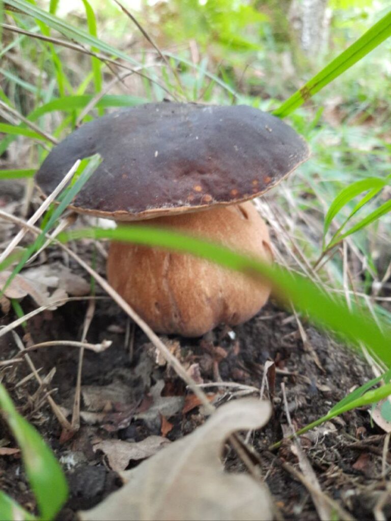 Turismo micologico pais vasco - hongo beltza