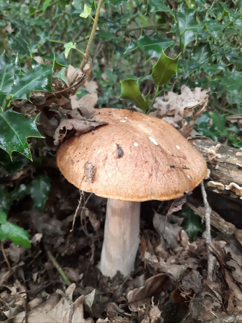 alojamiento setas alava